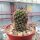 Mammillaria occidentalis HNT 133.92