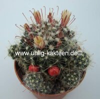 Mammillaria oteroi