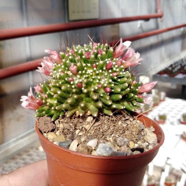 Mammillaria painteri monstruosa