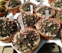 Mammillaria painteri monstruosa