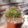 Mammillaria painteri monstruosa