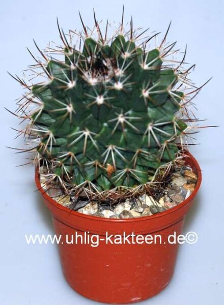Mammillaria papasquiarensis