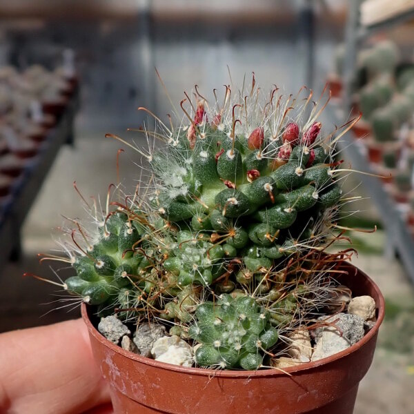 Mammillaria painteri monstruosa cv. Longispina