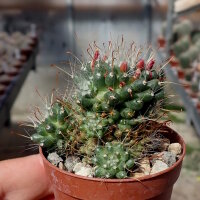 Mammillaria painteri monstruosa cv. Longispina