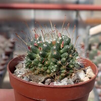 Mammillaria painteri monstruosa cv. Longispina