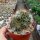 Mammillaria painteri monstruosa cv. Longispina