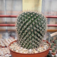 Mammillaria parkinsonii
