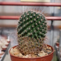 Mammillaria parkinsonii