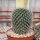 Mammillaria parkinsonii