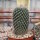 Mammillaria parkinsonii