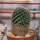Mammillaria parkinsonii