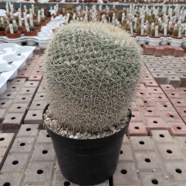 Mammillaria parkinsonii Rep. 2363