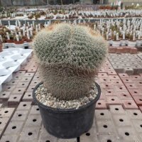 Mammillaria parkinsonii Rep. 2363