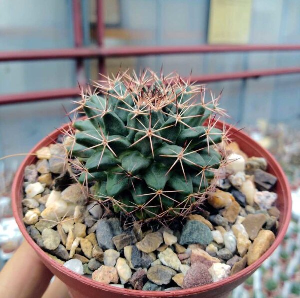 Mammillaria parrasensis Dr. Arroyo
