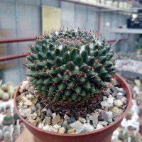 Mammillaria parrasensis Dr. Arroyo