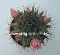 Mammillaria parrasensis Dr. Arroyo