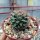 Mammillaria parrasensis Dr. Arroyo
