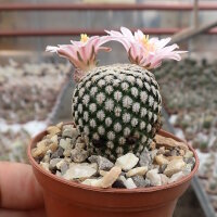 Mammillaria pectinifera CITES, not outside EU