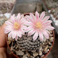 Mammillaria pectinifera CITES, not outside EU