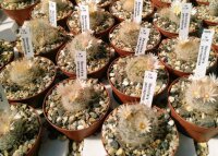 Mammillaria pennispinosa