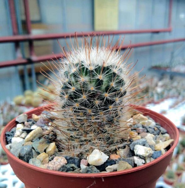 Mammillaria pennispinosa v. nazasensis SB 489
