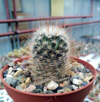 Mammillaria pennispinosa v. nazasensis SB 489