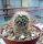Mammillaria pennispinosa v. nazasensis SB 489