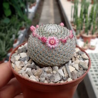 Mammillaria perbella