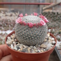 Mammillaria perbella