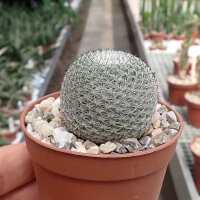 Mammillaria perbella
