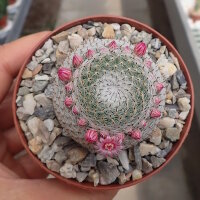 Mammillaria perbella