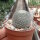 Mammillaria perbella