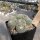 Mammillaria perbella