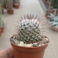 Mammillaria perezdelarosae