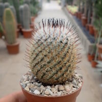 Mammillaria perezdelarosae