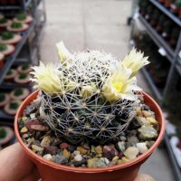 Mammillaria picta