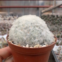 Mammillaria plumosa