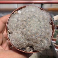 Mammillaria plumosa