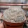 Mammillaria plumosa