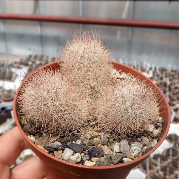 Mammillaria pottsii