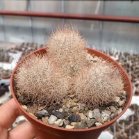 Mammillaria pottsii