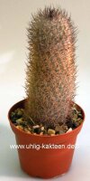 Mammillaria pottsii