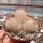 Mammillaria pottsii