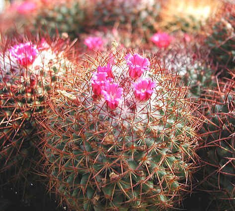 Mammillaria pringlei