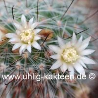 Mammillaria pringlei Tultenango Can.,S.L.P.