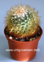Mammillaria pringlei Tultenango Can.,S.L.P.