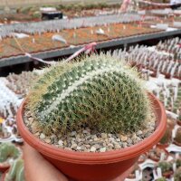 Mammillaria pringlei cristata