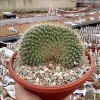Mammillaria pringlei cristata