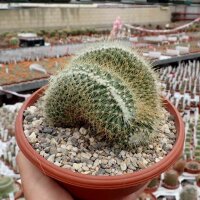 Mammillaria pringlei cristata