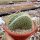 Mammillaria pringlei cristata